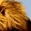 August Lion